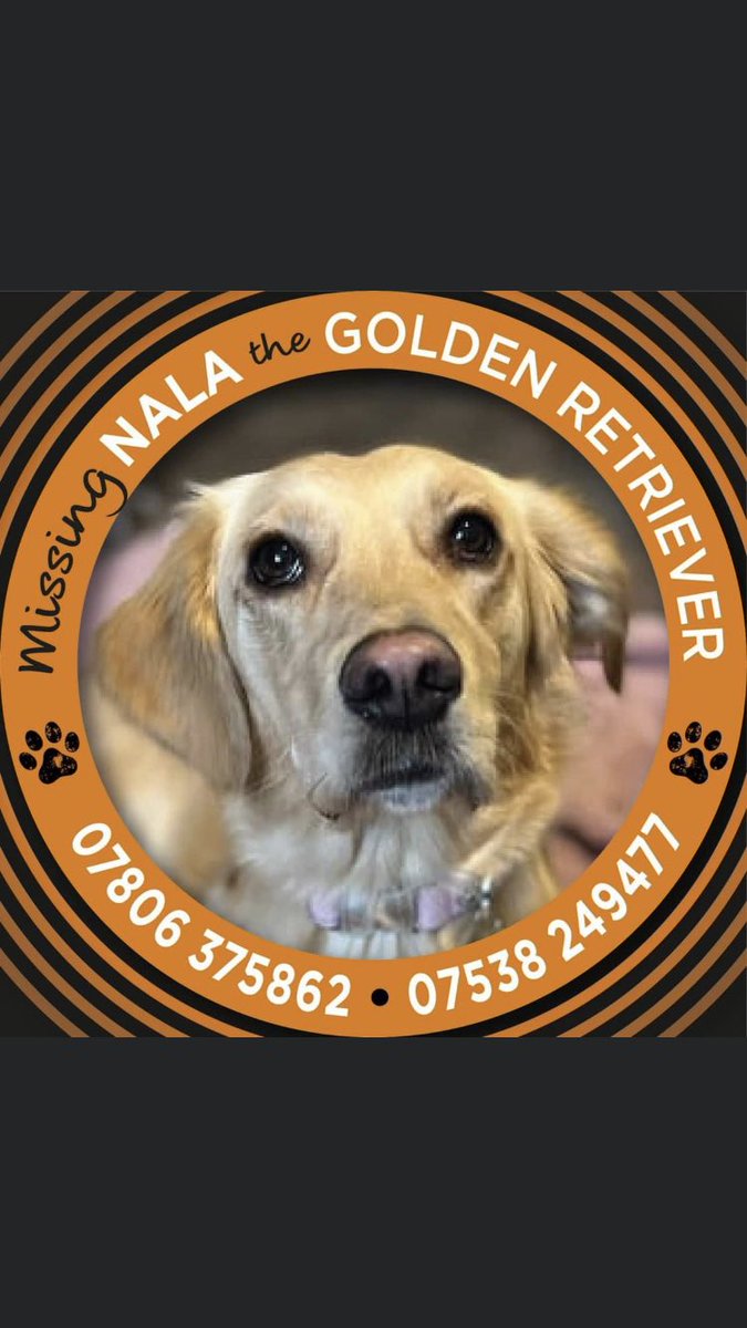 RachaelB100's tweet photo. Pls RT &amp; Look out for Nala 
#Missing #GoldenRetriever #Watford #WD18 Since 10/1/22 
#Chipped #Spayed 
Please Help her Home 🙏 

https://t.co/nOtoObKUlV

https://t.co/zaKVB6ABeu https://t.co/gX3JgqWLbx