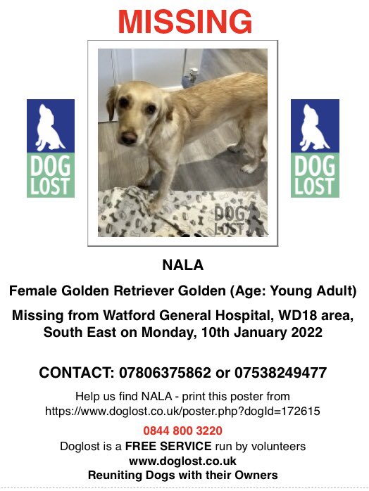 RachaelB100's tweet photo. Pls RT &amp; Look out for Nala 
#Missing #GoldenRetriever #Watford #WD18 Since 10/1/22 
#Chipped #Spayed 
Please Help her Home 🙏 

https://t.co/nOtoObKUlV

https://t.co/zaKVB6ABeu https://t.co/gX3JgqWLbx