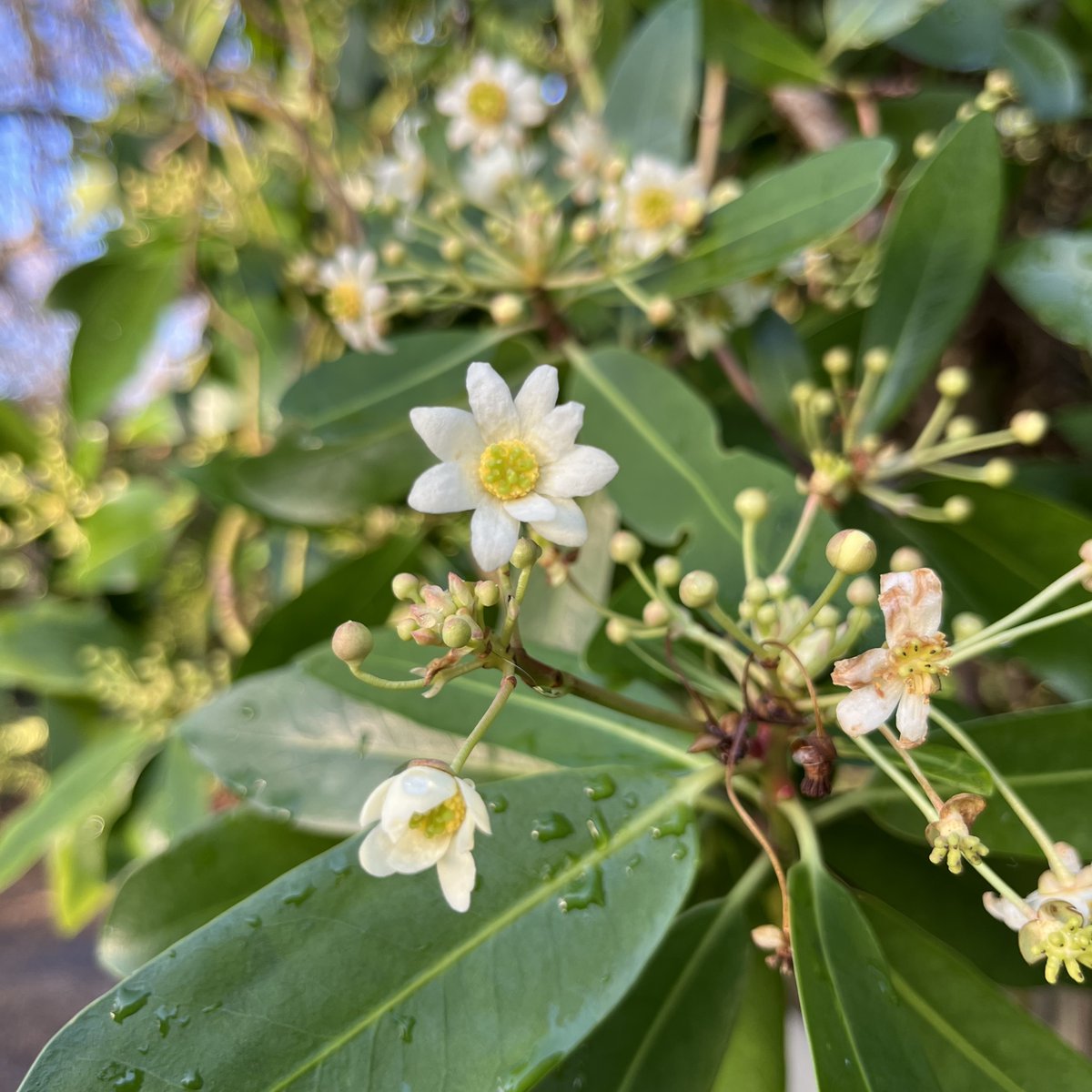 Drimys winter is an evergreen shrub originating from the rainforests of Chile and Argentina, with creamy white flowers and pink and green buds. With fragrant red bark and scented flowers, it can be found near the compost yard at the bottom of the Garden. #plants #botanicgarden