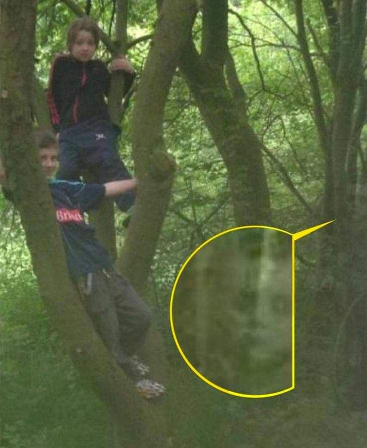 real_files's tweet photo. The Woods Hold Secrets. https://t.co/vbmgkYaels
