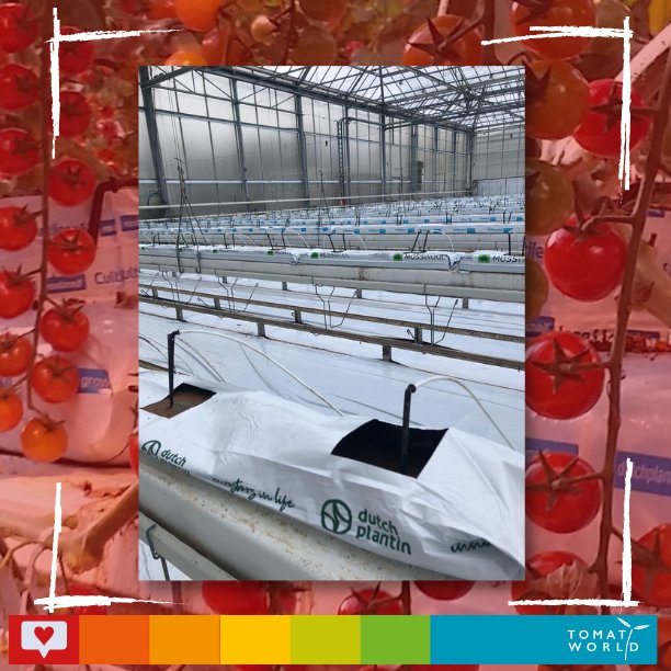 This week we started laying down the substrate mats and the water drippers. In the following weeks, the first plants will be planted. We will take you with us through this process! Growbags: @Cultilene @DutchPlantin @mosswool #partners #Substrate #greenhouse