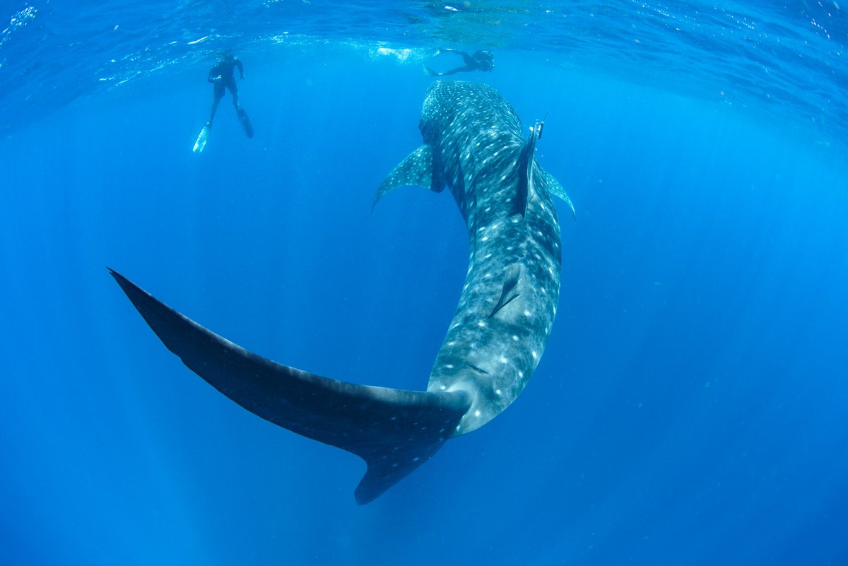 Whale Shark Rocky tweet media