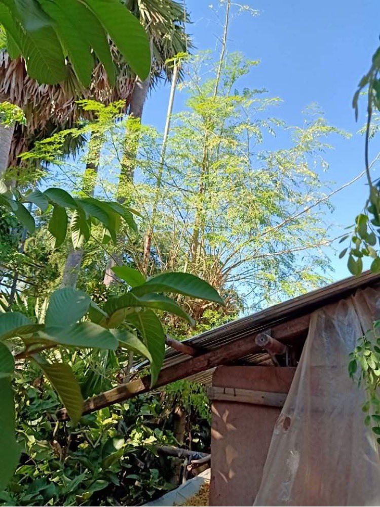Moreing_Moringa's tweet photo. カンボジアの家先に育つモリンガ🌱

#モリンガ https://t.co/mmr2cvxLMj