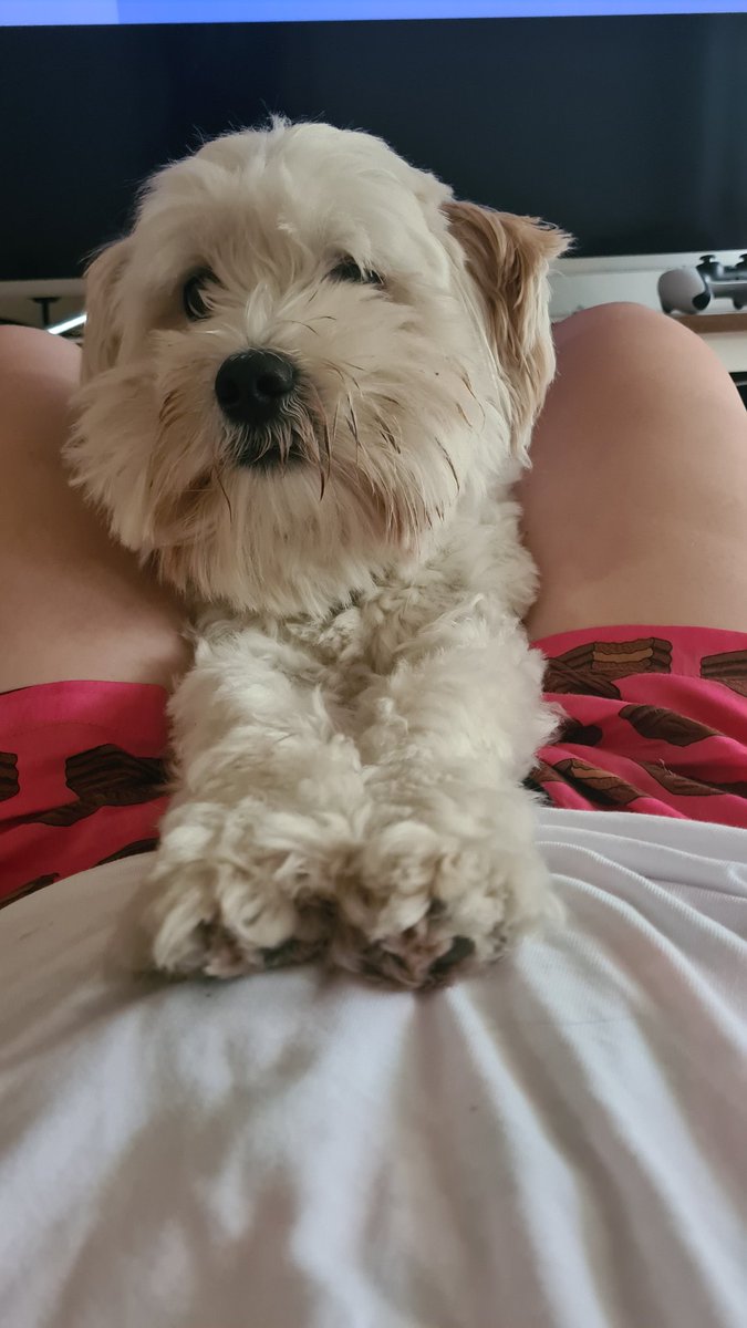 GoodChit's tweet photo. Gosh i love this goob #dogsoftwitter #schnoodle #pjs #Howard https://t.co/FyrgY2FoGT