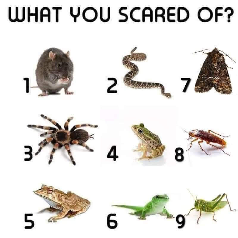 CrunchyBabe's tweet image. What are you scared of?