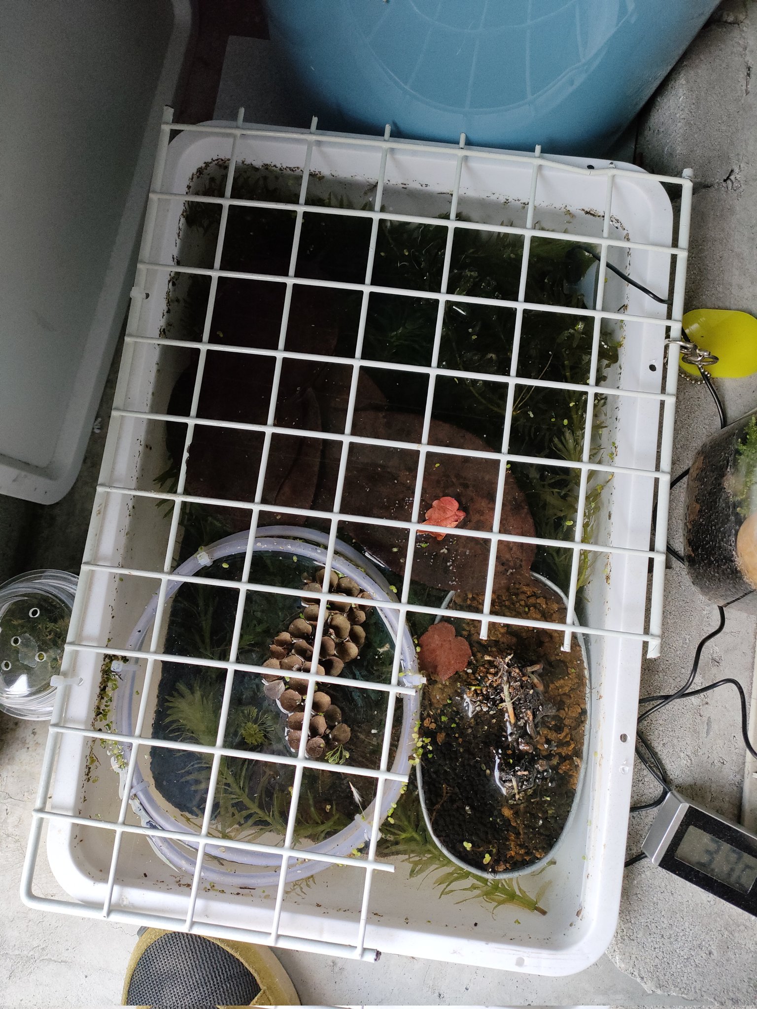 Daisoボトルアクアリウムでメダカ 1st Season 庭のビオトープは凍って無かったけど奥の日陰に置いたバケツの水は凍ってました 冬は日陰大敵ですね メダカビオトープ T Co Zx8rdiqz80 Twitter