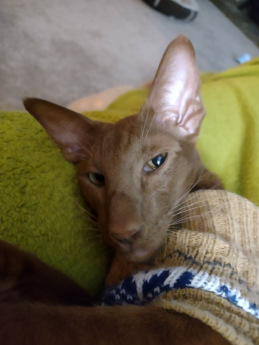 jolenehunter's tweet photo. Don't go to work mum.. stay here with me..❤️ #SnuggleMonkey🐒 #WheresWalter🐒 #CatsOfTwitter #catsofinstagram @Diablo_Siamese https://t.co/WasLhTuzks