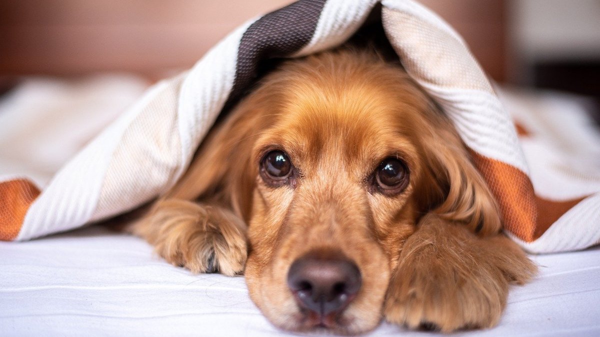 prendsensoin's tweet photo. Vous aimez votre chien et il vous le rend bien. Lorsqu'il ne va pas bien, vous l'emmenez chez le vétérinaire afin de lui faire profiter des meilleurs soins. Vous êtes quelqu'un de responsable, et c'est tout à votre honneur.

https://t.co/j45lNOyKpf https://t.co/ngxqvm8zwu