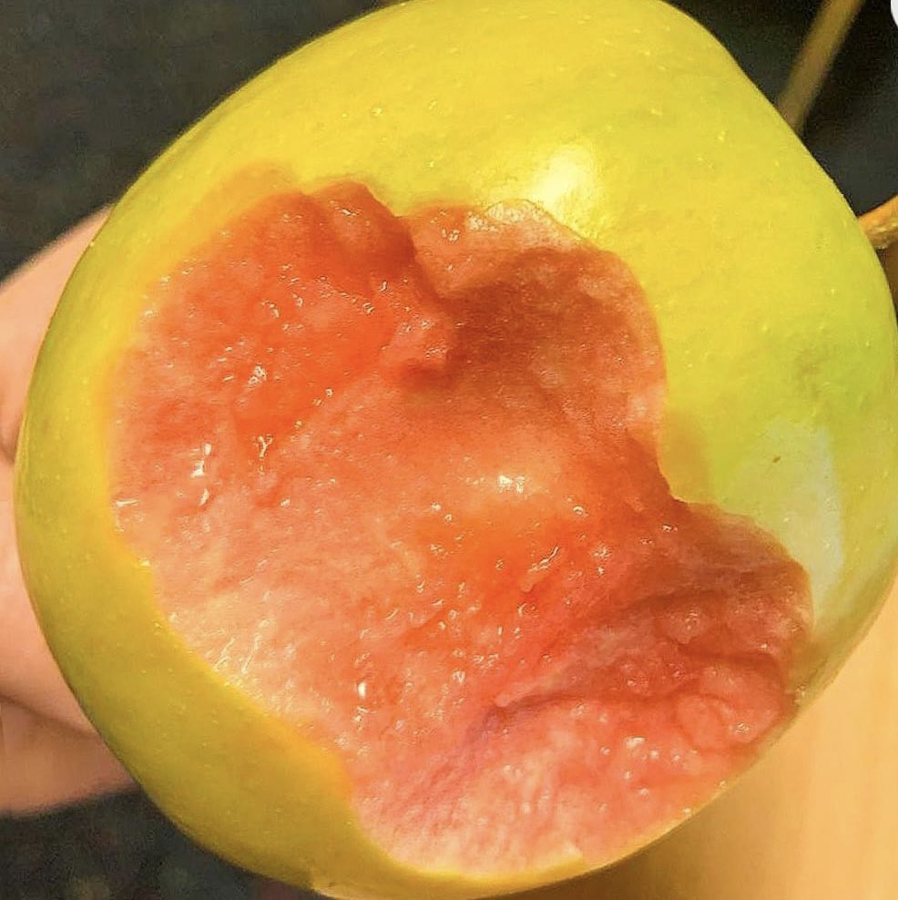 babstealer's tweet photo. 일반 사과보다 5배 더 상콤달달한 히든로즈애플🍎🍏색도 예쁜데 맛까지 좋음… https://t.co/DLxZef7P59