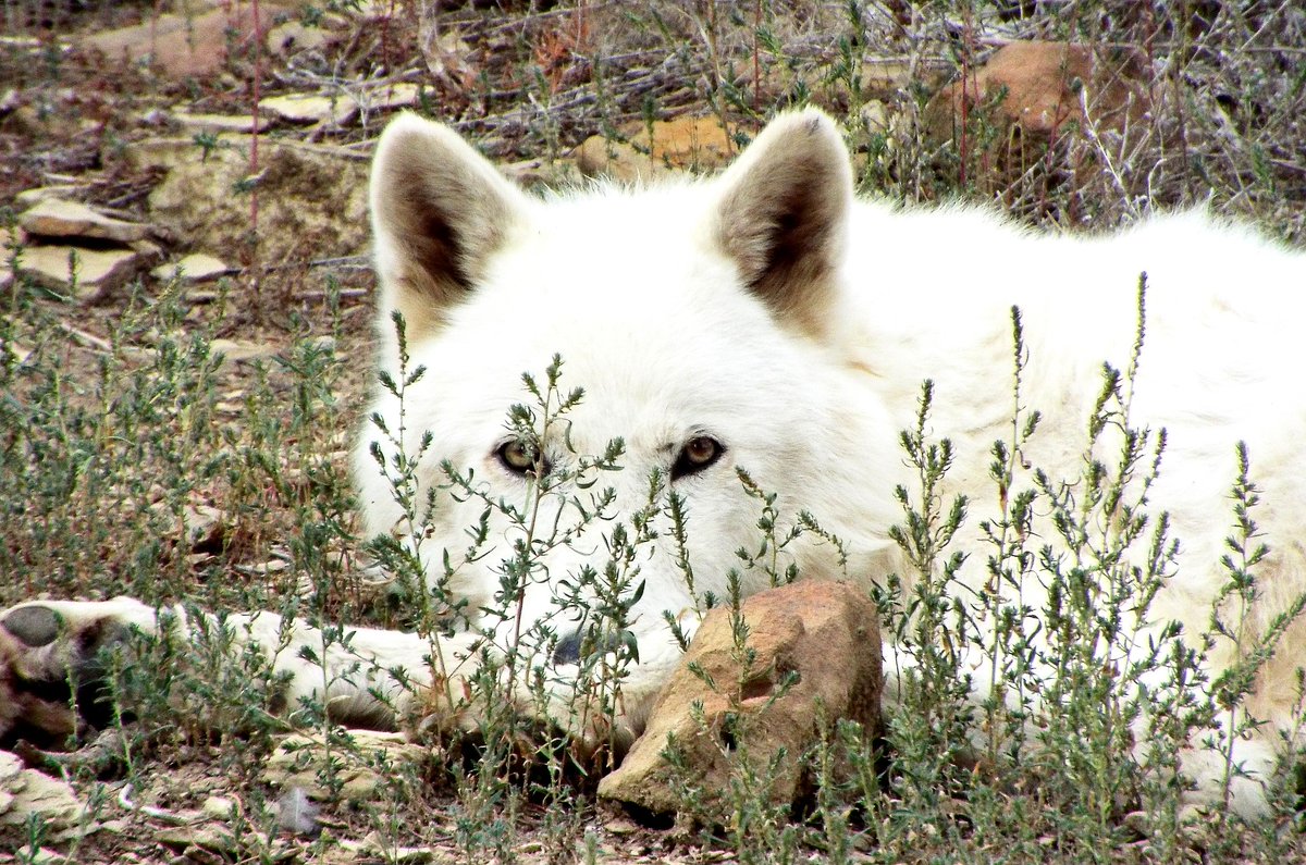 welovewolves's tweet photo. A wolf pack is often on the move within its territory, covering distances of 20-100 miles a day. #WolfFact #WolvesFacts #LoveWolves https://t.co/MK425w2s4d