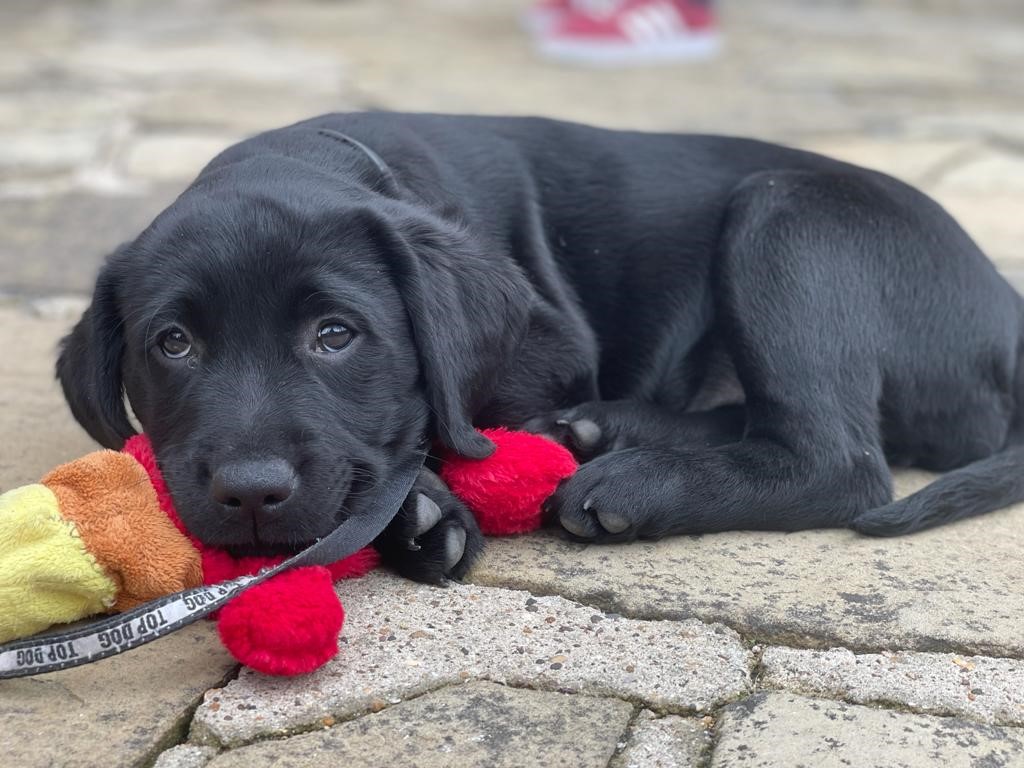 canine_partners's tweet photo. This little pup doesn't fancy sharing the toy today! #FridayPuppyFix https://t.co/UyBzkoMldR