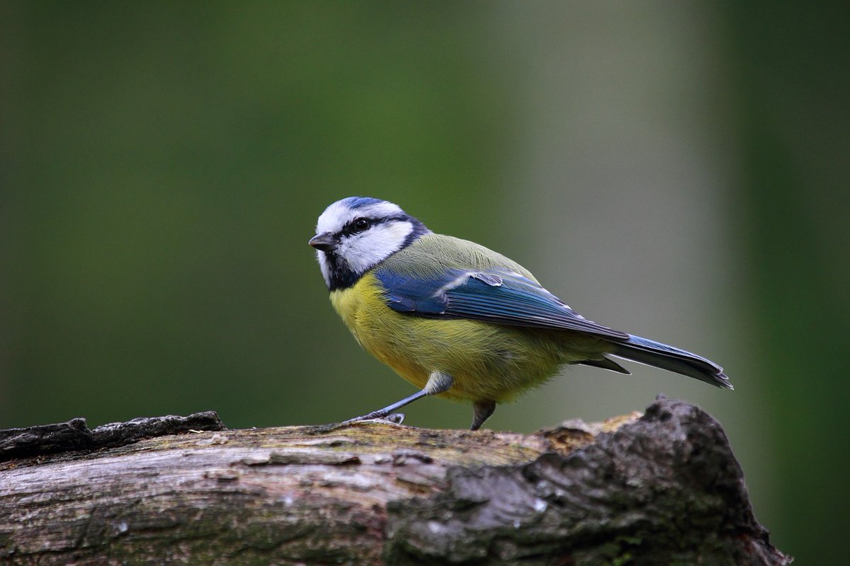 Thames Valley Environmental Records Centre (@tverc1) on Twitter photo They might be common garden birds, but just look at the beautiful greens, blues and yellows of a blue tit! 💙
Have you spotted any today? Let us know by sending your records to tverc@oxfordshire.gov.uk or using the easy #iRecord app!
#gardenbirds #TwitterNatureCommunity They might be common garden birds, but just look at the beautiful greens, blues and yellows of a blue tit! 💙
Have you spotted any today? Let us know by sending your records to tverc@oxfordshire.gov.uk or using the easy #iRecord app!
#gardenbirds #TwitterNatureCommunity