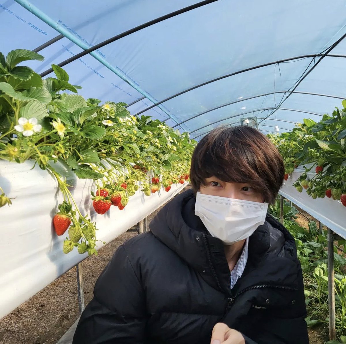 seokjinfile's tweet photo. SEOKJIN AT A STRAWBERRY FARM 🥺 https://t.co/A0xxiKss2P