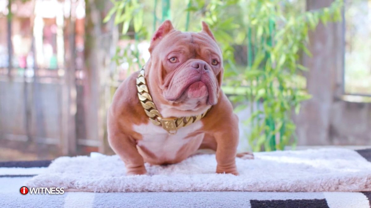 IWitnessGMA's tweet photo. ISANG MILYONG PISO, IPINAMBILI NG ISANG... ASO?!
Hindi pangkaraniwang aso ang binili ni Gerald Marasigan sa halagang isang milyong piso. Ang aso niyang si "Top Boy" ay galing sa isang purebred American bully kung saan ang lahi ay nagmula pa raw sa Amerika.
#IWitness #MaluPET https://t.co/xCbHnU7yjN