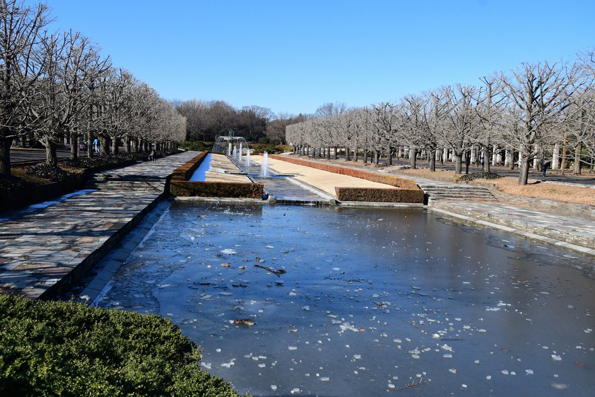 東京で雪が降った三日後の風景 1枚目 ＃カナール の水もガチガチに凍っているようです。 2枚目 まだ一部雪が残っていました。 3，4枚目 ＃アイスチューリップ ＃風景 ＃冬景色 ＃キリトリセカ