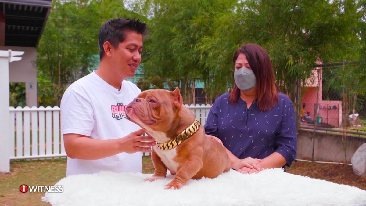 IWitnessGMA's tweet photo. Pero bukod kay "Top Boy", mayroon din 100 pang iba't ibang aso si Gerald. Ang iba rito, naibebenta niya rin sa ibang pet lovers.
Ibinabahagi rin niya ang kaalaman niya sa mga aso sa iba, tulad ni Robel na nagsisimula na rin mag-alaga ng ilang breed ng aso.
#IWitness #MaluPET https://t.co/PmA6ZRJvZz