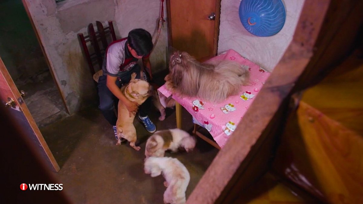 IWitnessGMA's tweet photo. Pero bukod kay "Top Boy", mayroon din 100 pang iba't ibang aso si Gerald. Ang iba rito, naibebenta niya rin sa ibang pet lovers.
Ibinabahagi rin niya ang kaalaman niya sa mga aso sa iba, tulad ni Robel na nagsisimula na rin mag-alaga ng ilang breed ng aso.
#IWitness #MaluPET https://t.co/PmA6ZRJvZz
