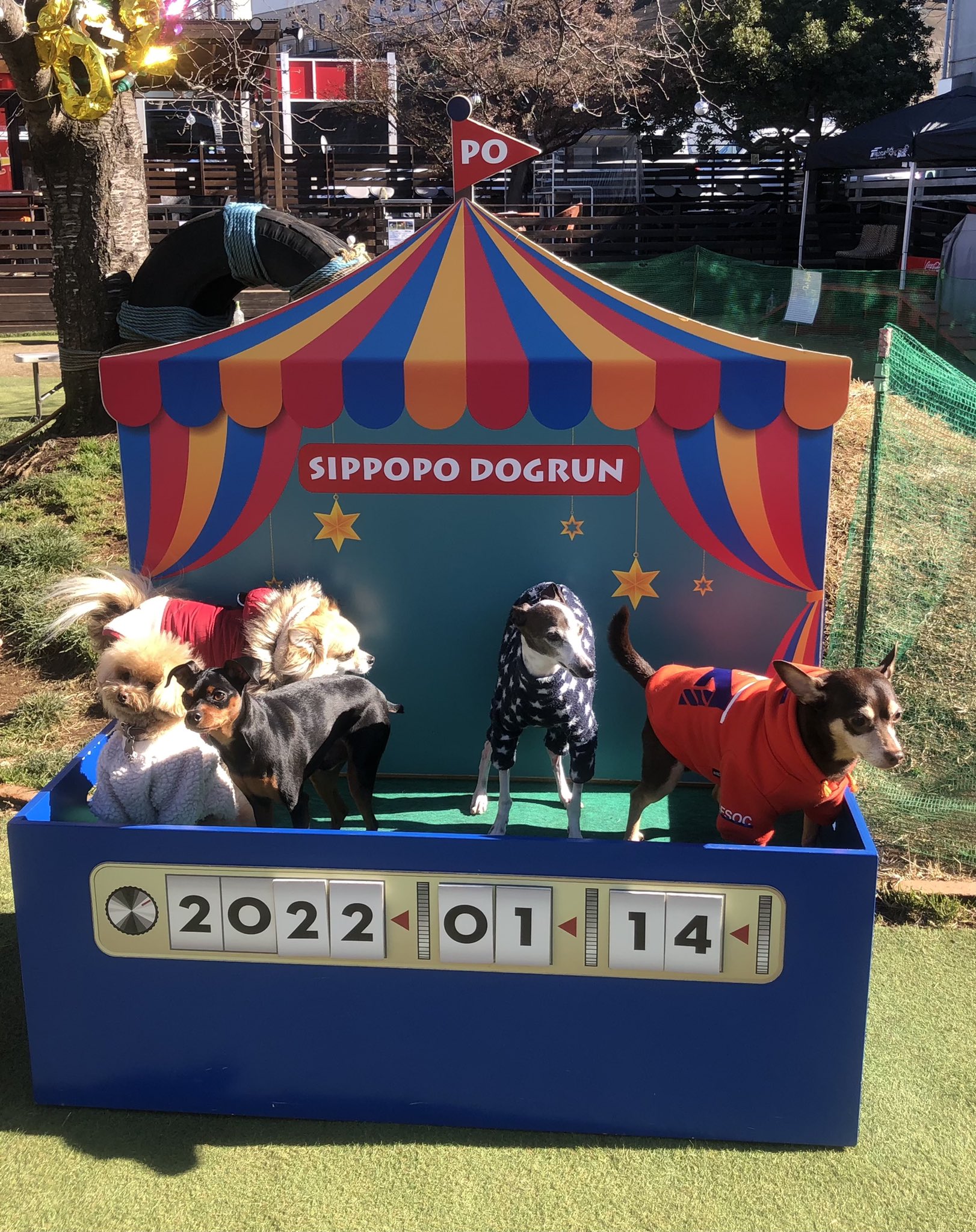 Sippopo ドッグラン 初登場のスタッフ犬 チワピンちゃんがお友達のミニピンちゃんと来てくれました 他のスタッフ犬たちとみんなで撮ってみましたが 誰かがこちらを見れば誰かはソッポを向いてますw 最後は全員どっかを見てますね う ん