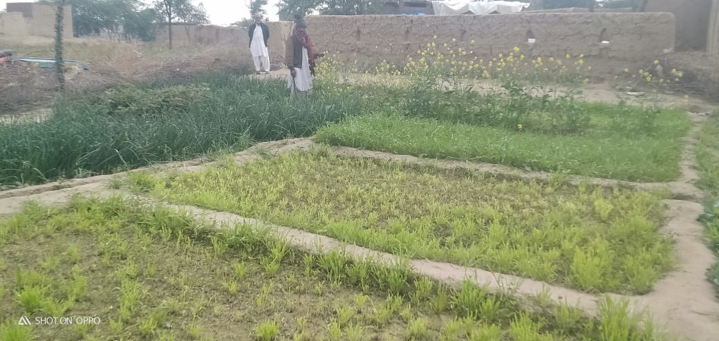 FBLN_media's tweet photo. As one of the activities in the Spate Irrigation project in #Pakistan, kitchengardens are introduced by @RDF_Sindh. These kitchengardens provide the household with nutritions food at their doorstep. https://t.co/wzoFH5vvxQ