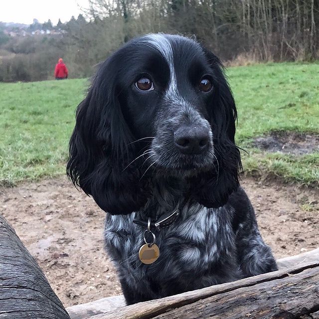 Hearing dog Dolly was looking extra beautiful on her morning walk 🐶🐾

That face 😍