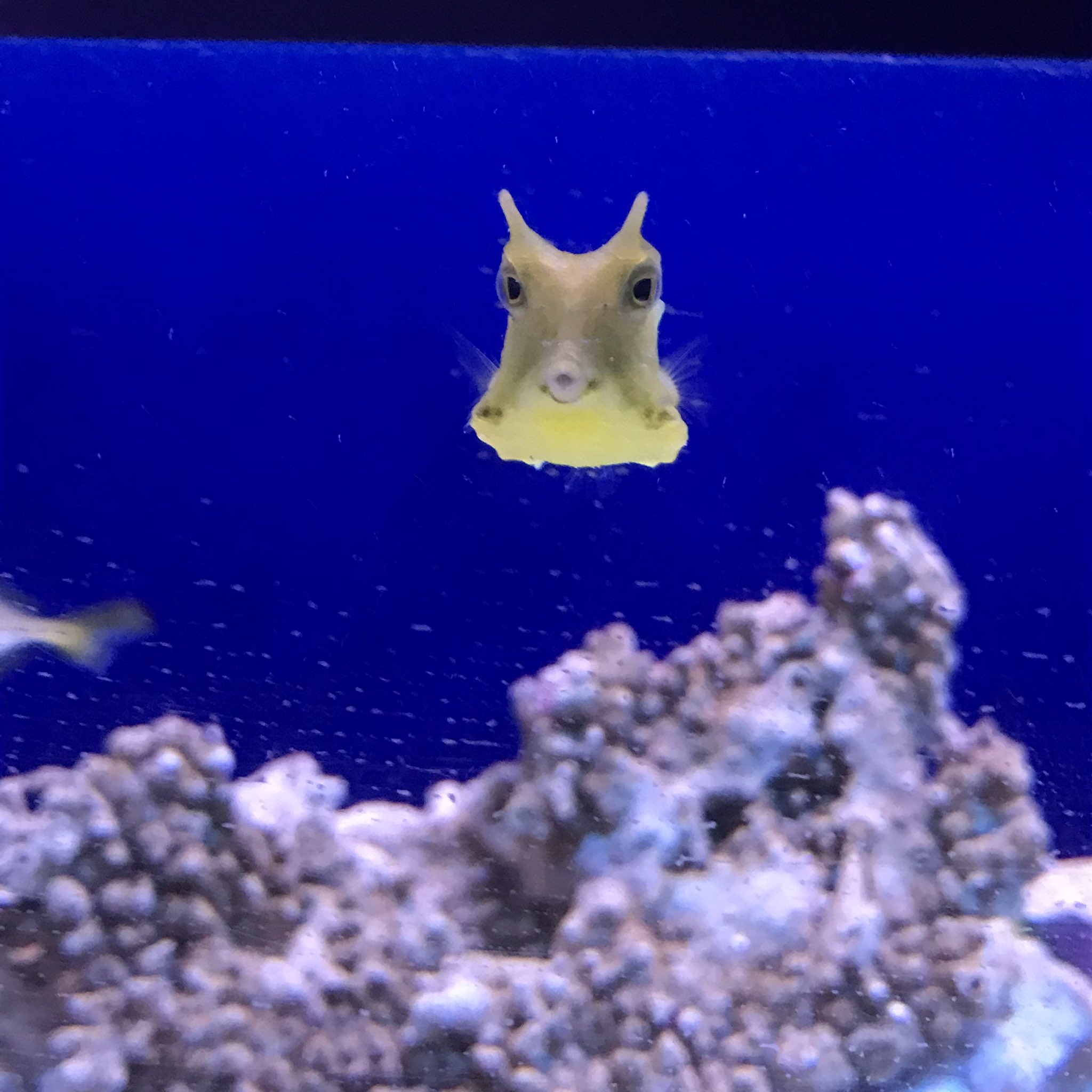 海水魚専門店ひかるアクアリューム Hikaruaqua Twitter