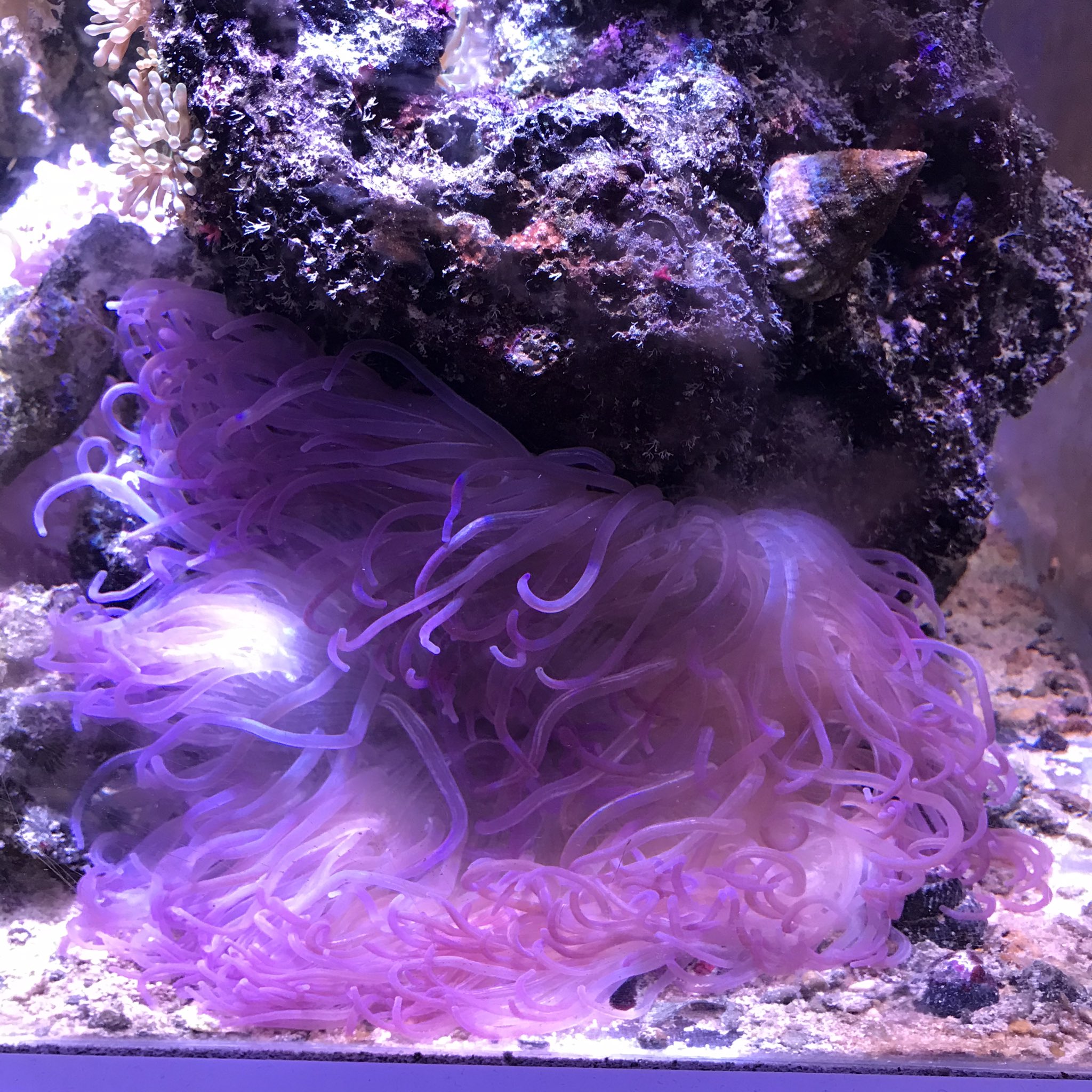 海水魚専門店ひかるアクアリューム Hikaruaqua Twitter