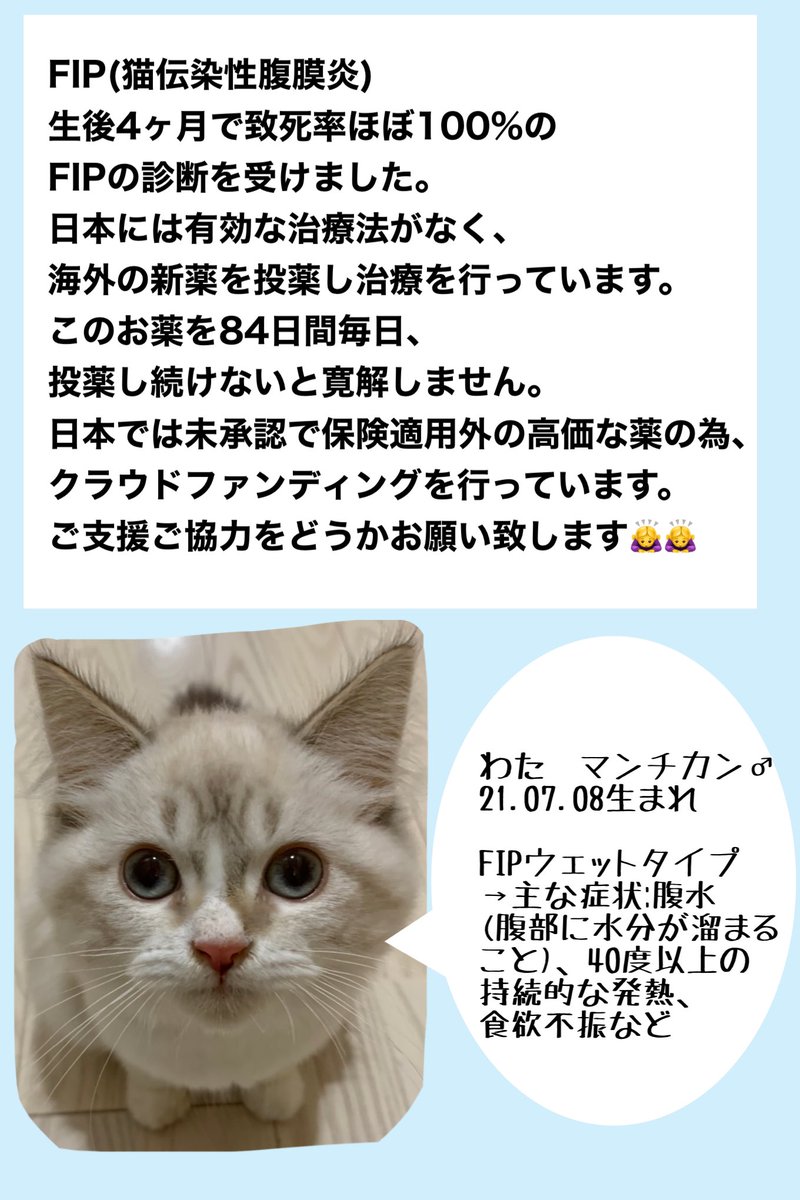 wata210708's tweet photo. 【投薬67日目】
最近は何事もなく元気にしてます😼✨
18時の投薬から前後2時間は食べられないのですが、毎日夕方からごはんが出るまで鳴いて暴れ回ってます😅

クラファン残り14日です！どうかご協力をお願い致します🙇‍♀️https://t.co/N30TsgTcwv
#FIP闘病中 #猫伝染性腹膜炎 #拡散希望 https://t.co/VVUviKC45D