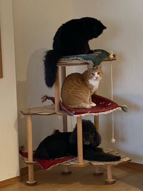 CatSilvervine's tweet photo. 仲良くシェアタワー🐱🐶CATS and  DOG

お客様からかわいいお写真をいただきました。お部屋のコーナーに設置され、にゃんず🐱🐱とわんこ🐶さんのリラックススペースに。

https://t.co/xkeKbfTRql

#猫好きさんと繋がりたい
#ねこのいる生活 #ねこのいる暮らし #cats https://t.co/ESR2PXucNd