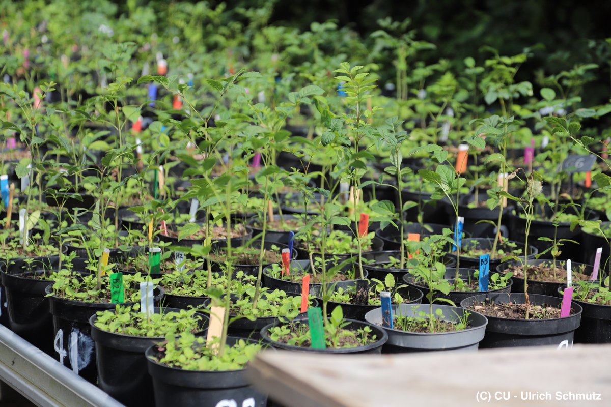 AE4EU_H2020's tweet photo. You are a researcher working with #agroecology in Europe? 

➡️Help #AE4EU to gain a better understanding of potential opportunities &amp; obstacles for research in agroecology. 
➡️Fill out the survey by @CREA_Ricerca and share your experiences.

✍️https://t.co/qBImGISYQp https://t.co/DuZxSjaV9m