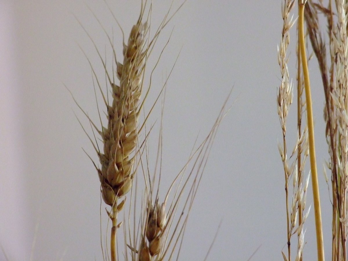 BanqueDesTerr's tweet photo. Pour identifier les prémices et innovations de l’#alimentation de Demain, nous avons lancé un appel à manifestation d’intérêt. 
Associations, coopératives, structures #ESS, … Vous pouvez présenter votre projet jusqu’au 25 mars 👉 https://t.co/H0l3infiSk
#NotreActionESS https://t.co/o9xsJTmn6T