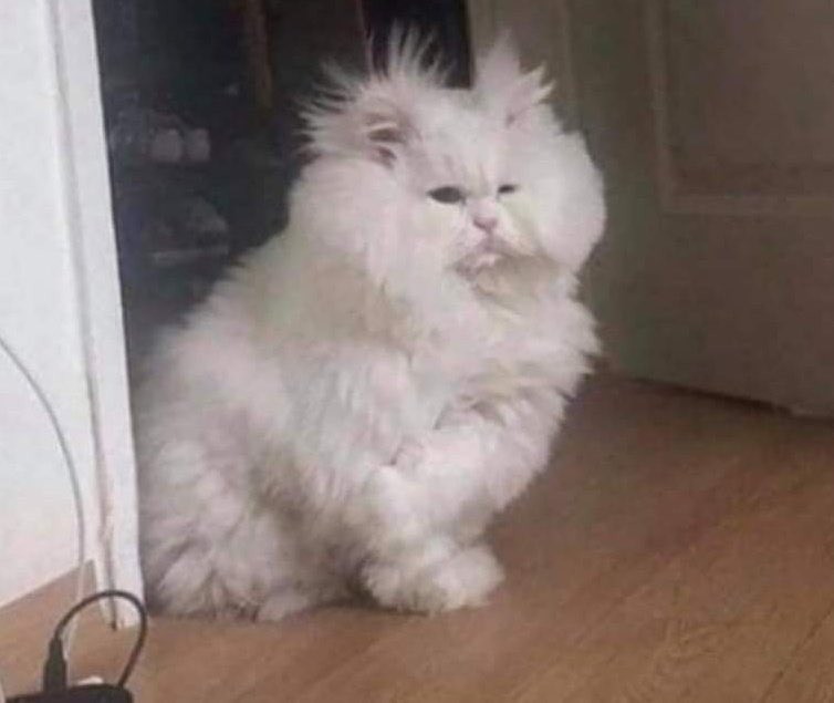 Carlos Brown tweet media