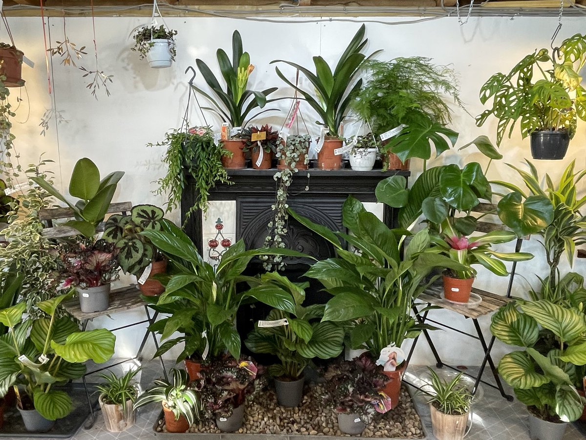 gardensinfo's tweet photo. Re organised the shop post Xmas and now fully stocked with wonderful #Houseplants !😎 https://t.co/4nUUrfc06b