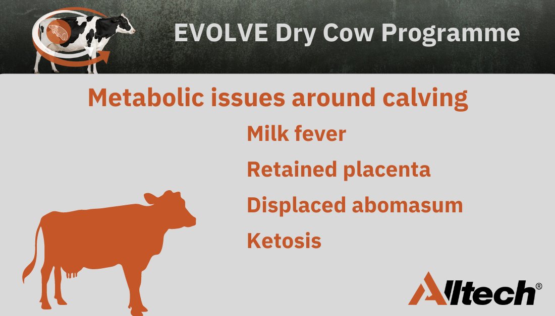 Alltech Ireland on Twitter "Through the Evolve Dry Cow Programme