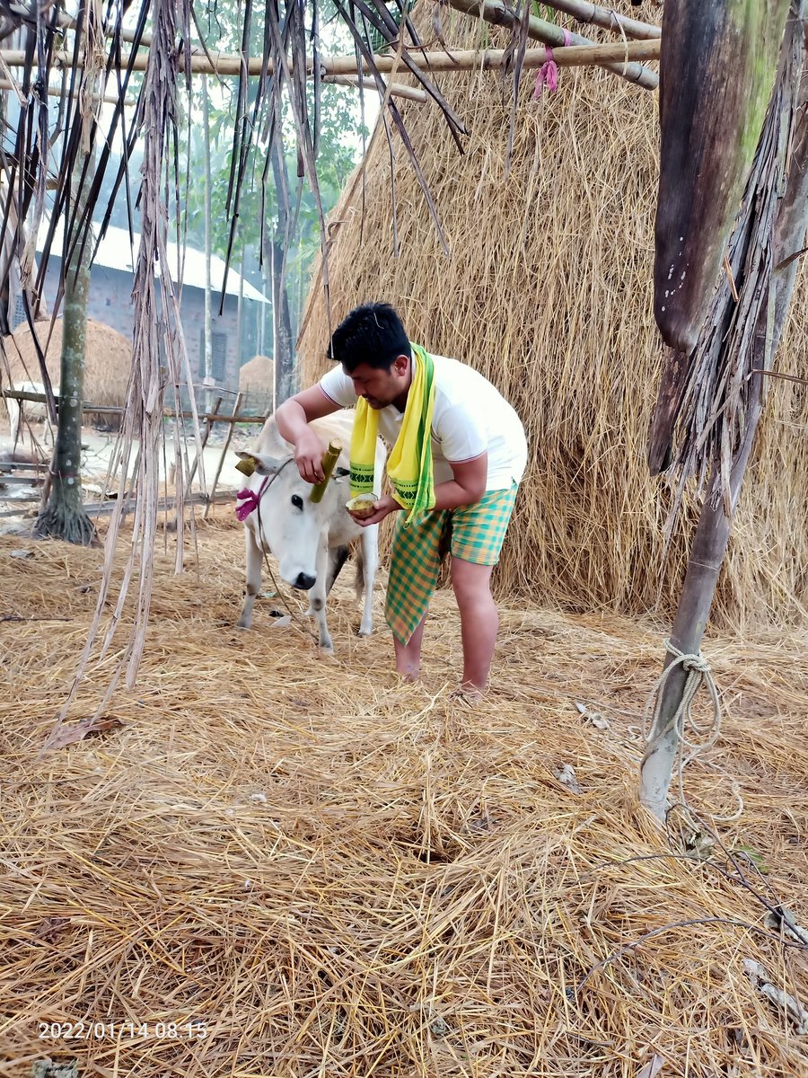 coochbitulrjb's tweet photo. Happy #Traditional #Pushna #MaghBIHU #Bhogalibihu #Assam https://t.co/w3Q0Eknkin