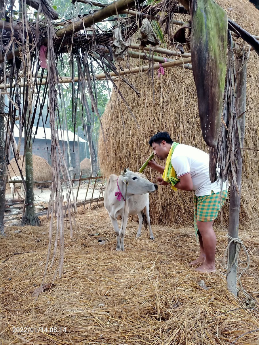 coochbitulrjb's tweet photo. Happy #Traditional #Pushna #MaghBIHU #Bhogalibihu #Assam https://t.co/w3Q0Eknkin