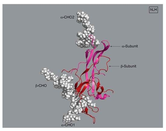 Diseases_MDPI's tweet photo. 🎊#HighlyCitedPaper #HighlyAccessedPaper
Glycoprotein G-protein Coupled Receptors in Disease: Luteinizing Hormone Receptors and Follicle Stimulating Hormone Receptors 
📌By Prof. Dr. Debbie C. Crans et al. 
🔗https://t.co/TMkXy8rTcx
#Glycoprotein
#Receptors
#Luteinizing
#Hormone https://t.co/jy0bG19j0W