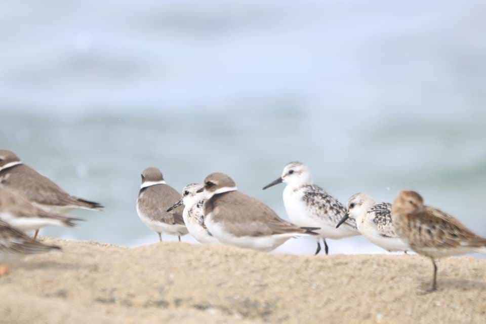 ciesgal's tweet photo. 🌊 Diferentes especies de aves limícolas invernantes habituáis no litoral de Galicia. 

🤷🏽 A saber, xa ben a Píllara real (Charadrius hiaticula), o Pilro tridáctilo (Calidris alba) e o Pilro común (Calidris alpina) ⁉️. Seguiremos coas limícolas 😉

#NaturezaAtlántica https://t.co/ORsXpUlSoB