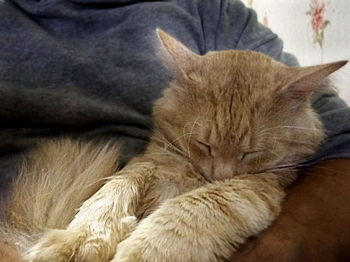 Nafanya_222's tweet photo. When there is a lot of work, just take a nap.
Be like a cat 😻
#takeanap #cat #sleep #Muchach https://t.co/SUdyi144yi
