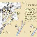 絵の描き方講座「木」!身近なものほどじっくりゆっくり観察する機会って少ないよね…