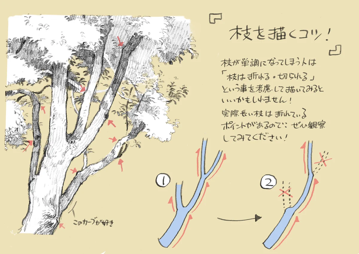 絵の描き方講座「木」！身近なものほどじっくりゆっくり観察する機会って少ないよね…