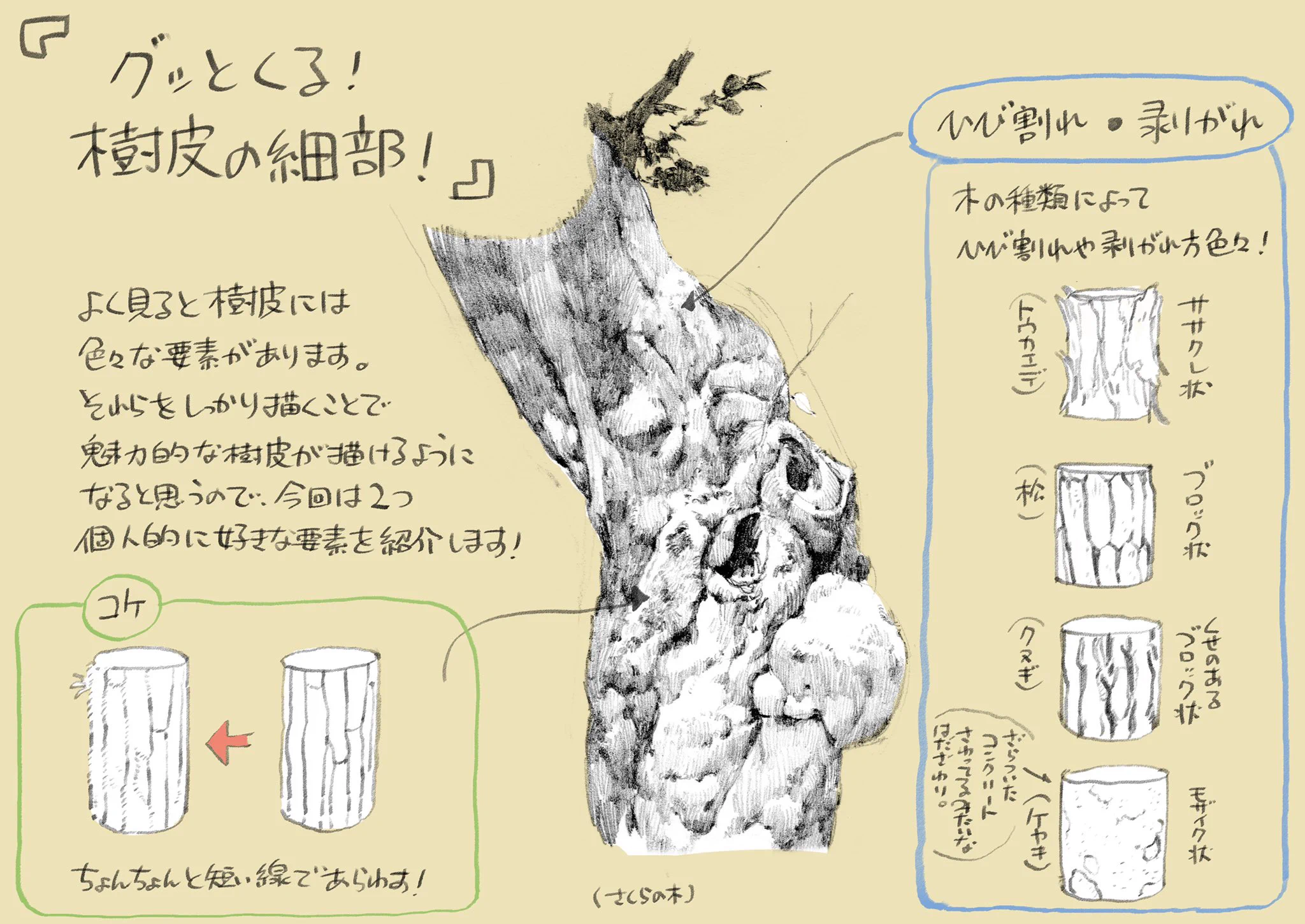絵の描き方講座「木」！身近なものほどじっくりゆっくり観察する機会って少ないよね…