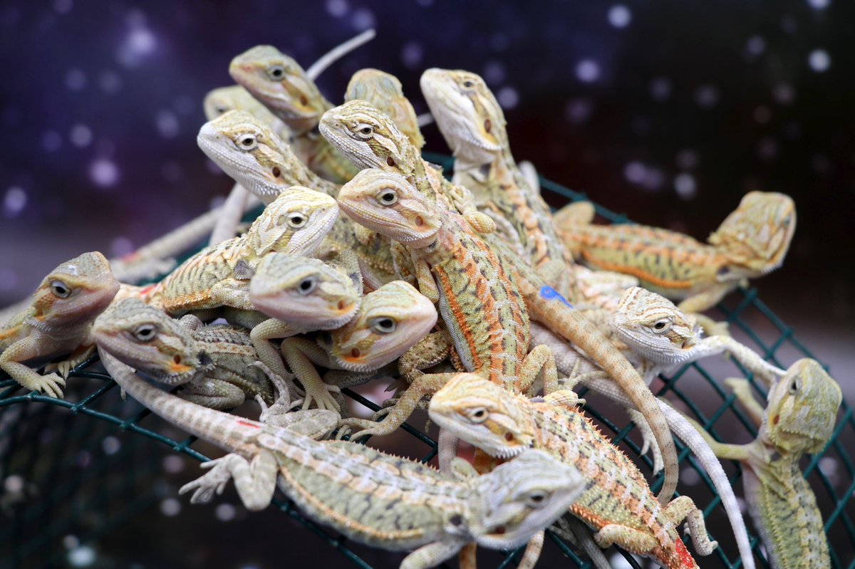 Ríkisstjórnarfundur