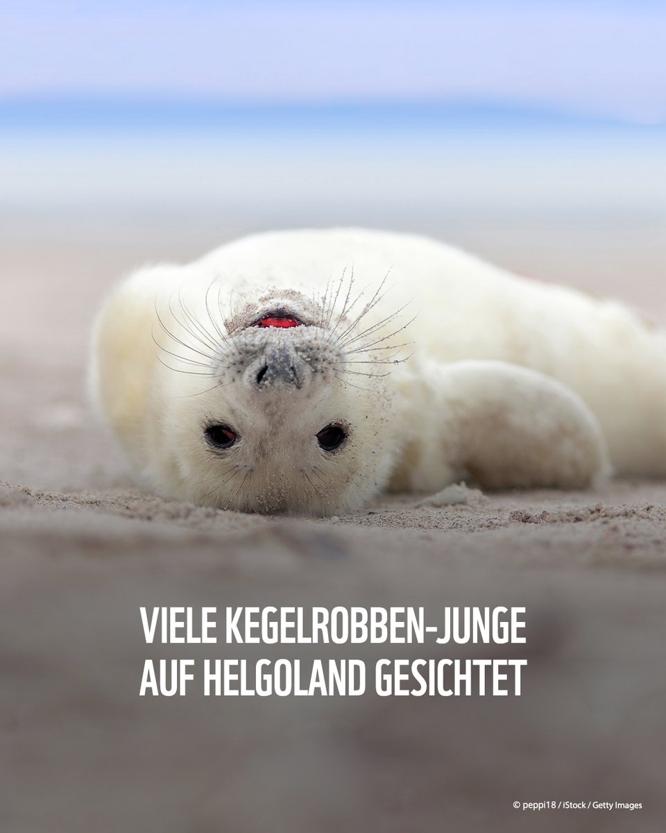 #HappyNews: So viele Baby-Kegelrobben wie in diesem Jahr gab's nie. In dieser Wurfsaison (schönes Wort) sind bisher 669 Tiere geboren worden.  Zum Schutz der Jungtiere werden sogar die Strandabschnitte auf Helgoland gesperrt. (Quelle: n-tv.de/wissen/Viele-K…)