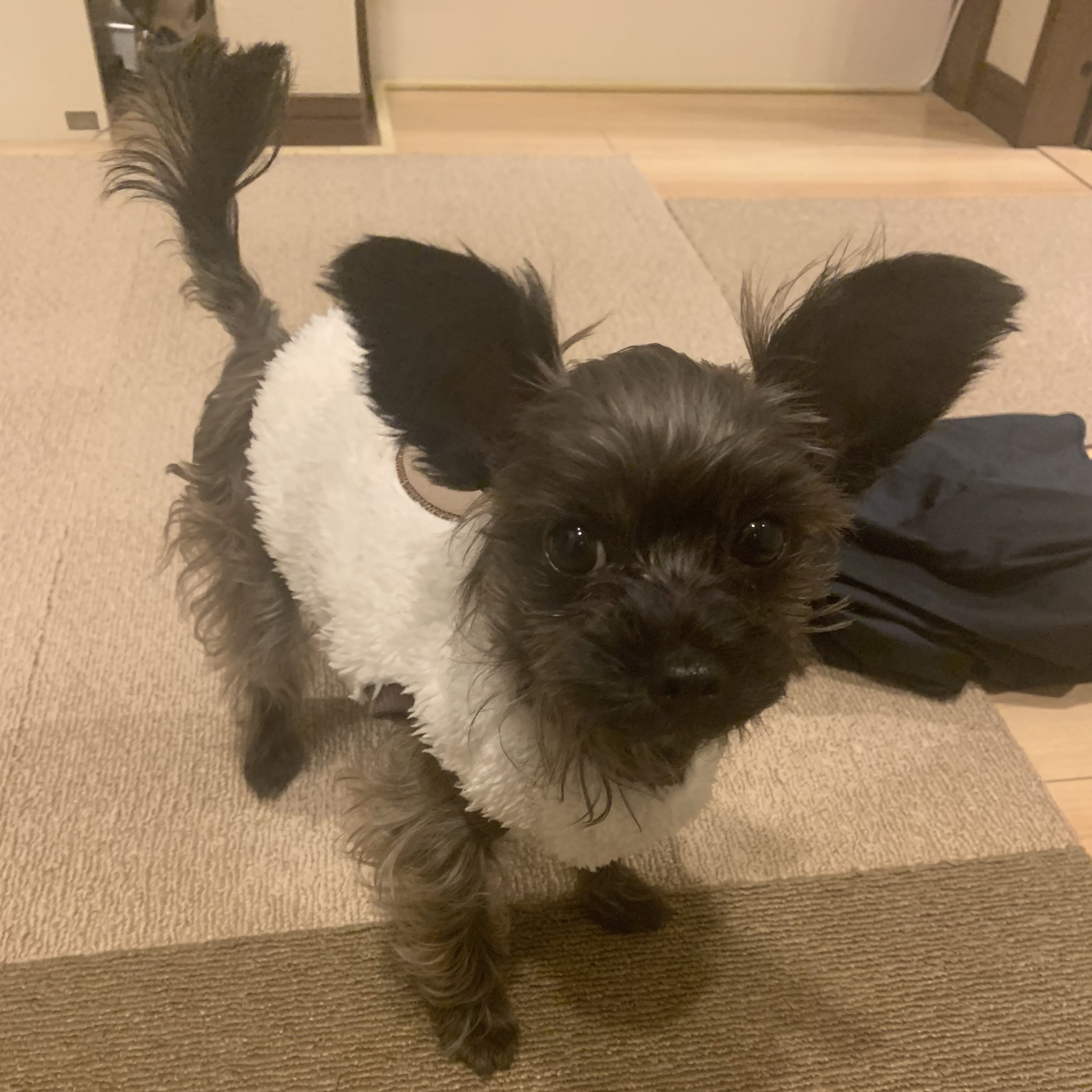 白くま マルプー 黒くま ヨープー Shirokumakun414 Twitter