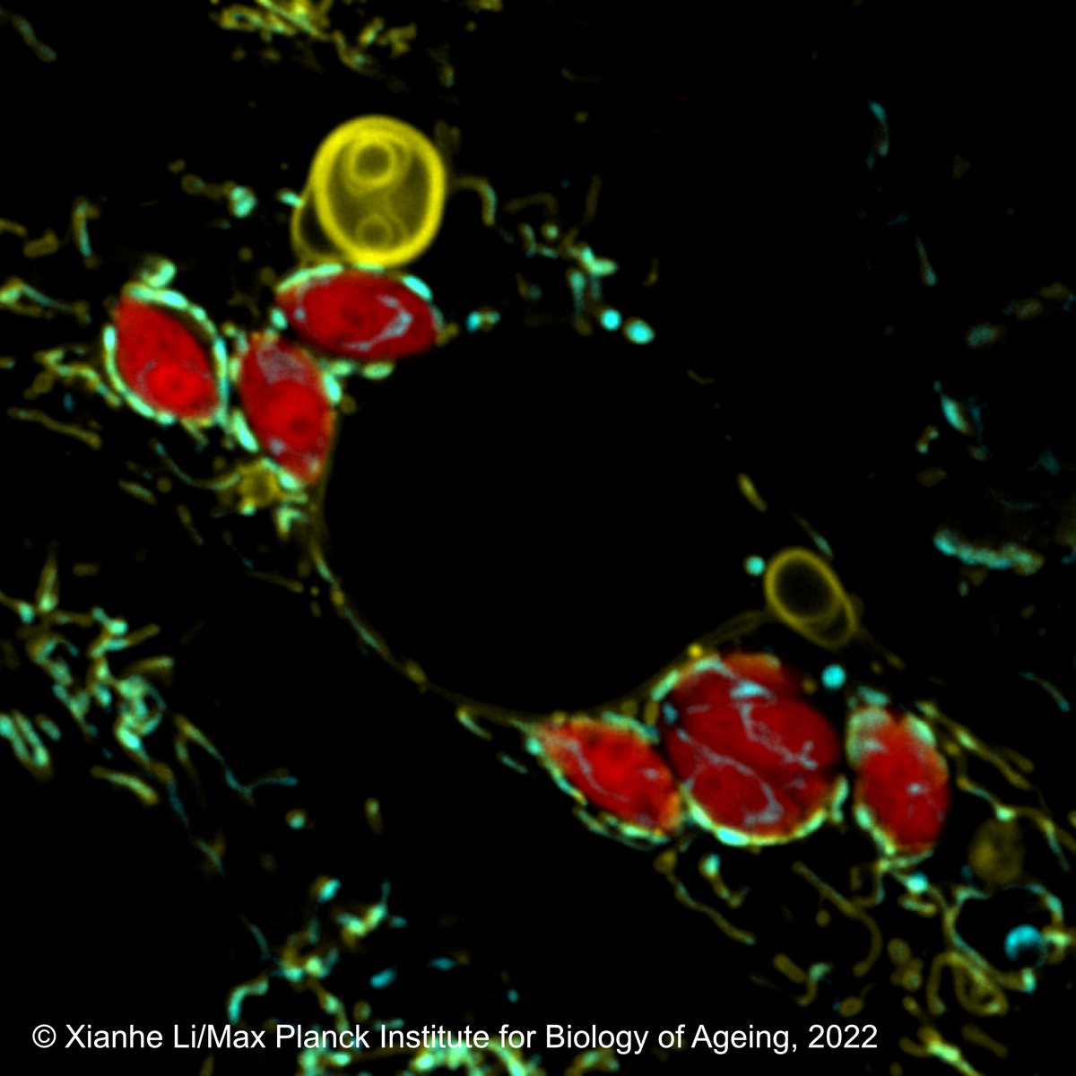 Feindliche Übernahme in der Zelle: Krankheitserreger kapern die Mitochondrien des Wirts. Das hat ein Forscherteam unter Leitung von <a href="/MPIAGE/">MPI for Biology of Ageing</a> mit Beteiligung der #UniBonn herausgefunden. Studie in <a href="/ScienceMagazine/">Science Magazine</a> Mehr: science.org/doi/10.1126/sc… &amp; uni-bonn.de/de/neues/feind…