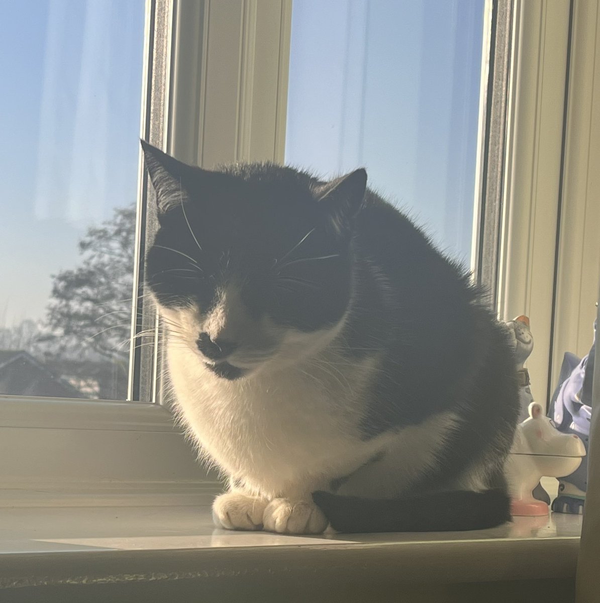 BodyConsulting's tweet photo. Horace is being a good office cat today and making sure all goes as it should!

#CatsOfTwitter #BodyImageMatters #BodyConfidenceMatters https://t.co/k81lycBej8