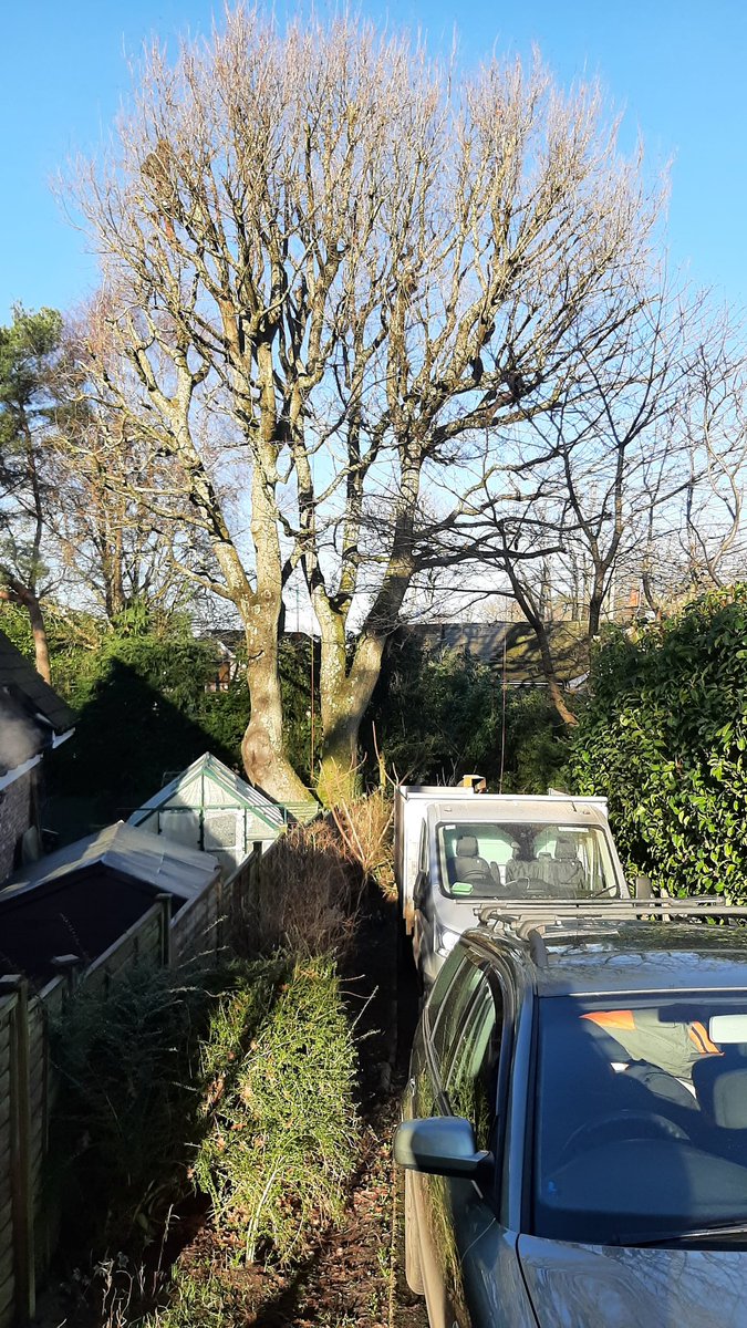 lgniteCoin's tweet photo. Meanwhile, Tree Bobo does something spectacular - and high - on my drive with chainsaws.
#highwork #bigballs https://t.co/2M7dc5WHxi