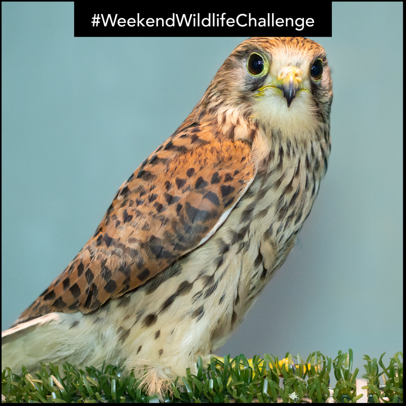 wildlifeaid's tweet photo. This week's #weekendwildlifechallenge is the #kestrel!
We have seen quite a few of these stunning #birds over the past few months. See if you can snap a kestrel in flight or resting on a nearby tree but don't forget to pop your #photographs in the comments.
#wildlifephotography https://t.co/rPSghsxibH