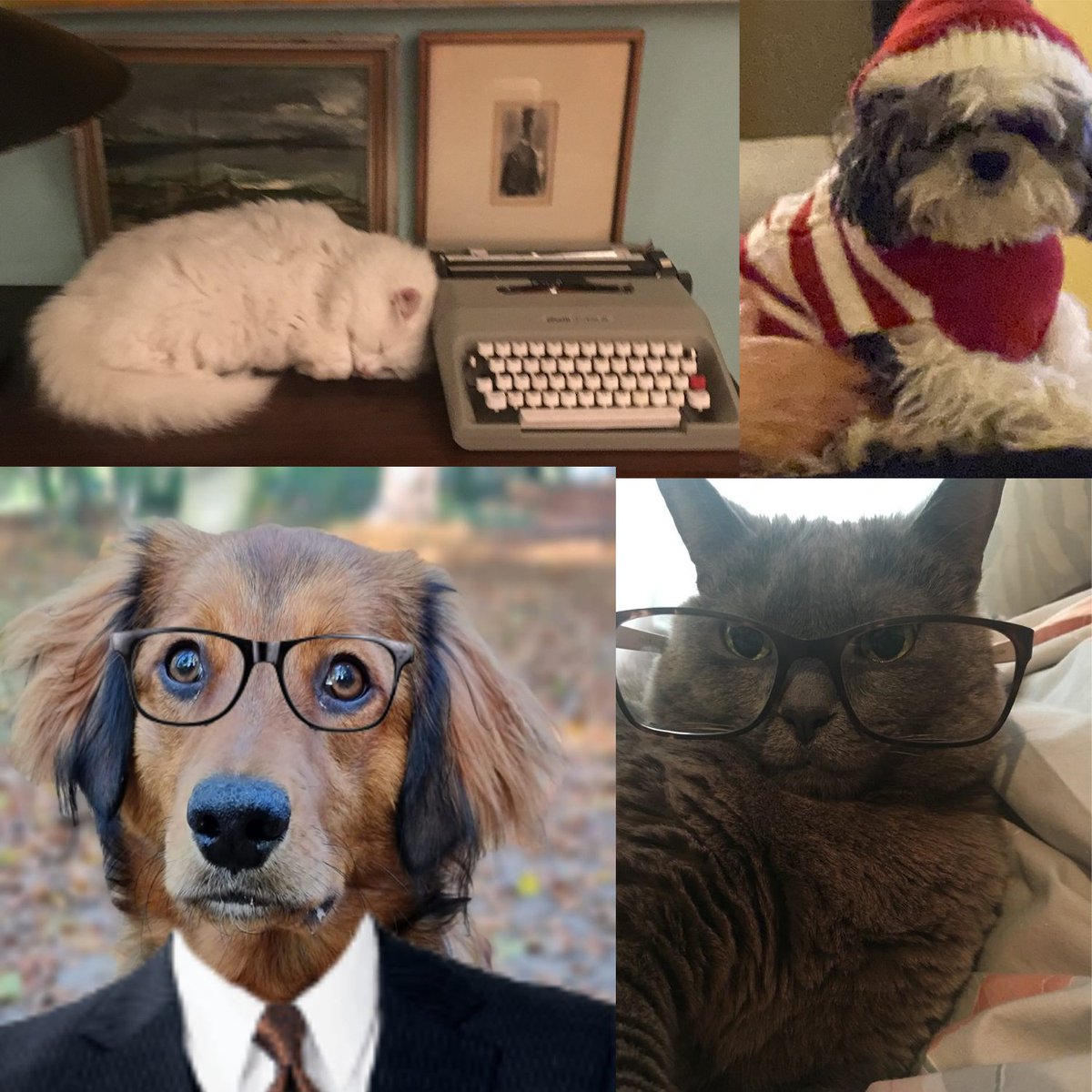 LexisNexis's tweet photo. Our #LexisNexis furry friends have been guest-starring in our virtual meetings all through the pandemic while we hype up #LexisPlus but today they get the spotlight for their own Twitter post! #DressUpYourPetsDay https://t.co/JauTzOUhyS