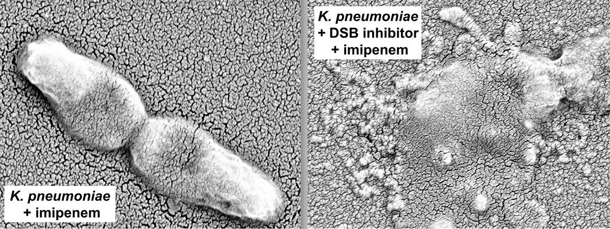 Despoina Mavridou (@bondssbond) on Twitter photo Extremely happy to see this one out <a href="/eLife/">eLife - the journal</a>. A new approach to overcome #AMR by inhibiting protein folding in the bacterial cell envelope. Targeting disulfide bond formation can potentiate #betalactams and #colistin against several resistant pathogens.(1/4)
elifesciences.org/articles/57974 Extremely happy to see this one out <a href="/eLife/">eLife - the journal</a>. A new approach to overcome #AMR by inhibiting protein folding in the bacterial cell envelope. Targeting disulfide bond formation can potentiate #betalactams and #colistin against several resistant pathogens.(1/4)
elifesciences.org/articles/57974